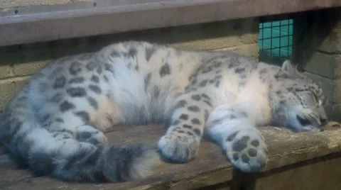 Snow Leopard Sleeping 스톡 동영상 36546984