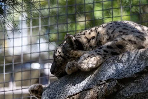 Snow leopard sleeping on a rock Stock Photos