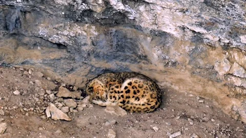 Snow Leopard Sleeping in Rocky Cave High Definition Telephoto Lens Stock Footage 338260809