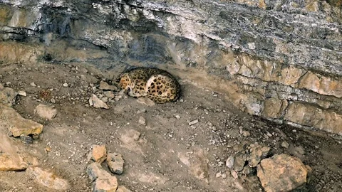 Snow Leopard Sleeping in Rocky Mountain Cave 4k Telephoto Lens Shot Stock Footage 338260898