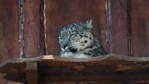Snow leopard sleeping at the zoo blinking eyes Stock Footage 147392391