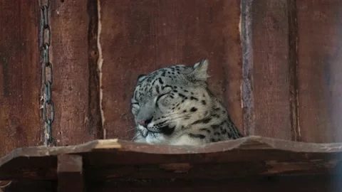 Snow leopard sleeping at the zoo Stock Footage 147392407