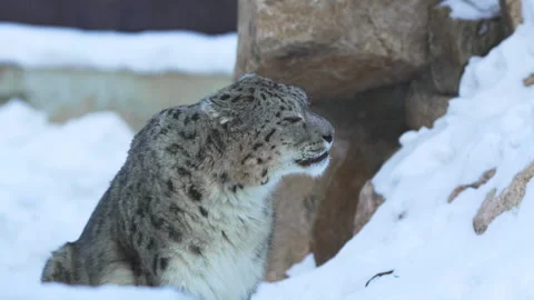 Snow leopard slowly licks lips escaping mist from mouth Stockbeeldmateriaal 321773602