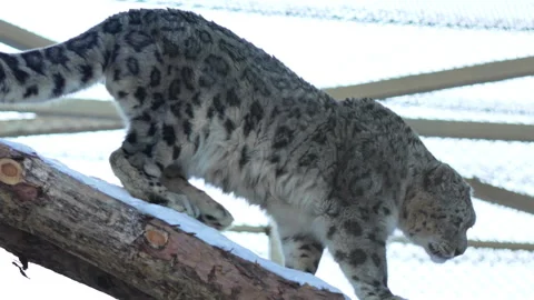 Snow leopard slowly moves down snowy log with graceful power Stock Footage 321770477