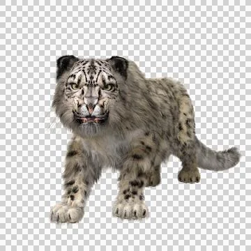 Snow Leopard snarling aggressively. 3D illustration isolated on transparent b Illustrazione stock