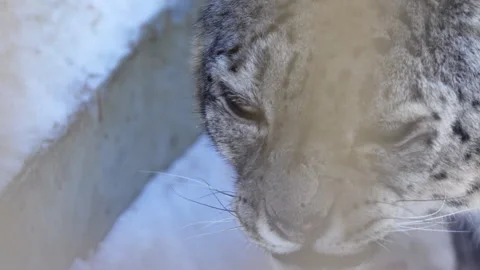 Snow leopard snarls angrily displaying sharp gleaming teeth Stock Footage 321771828
