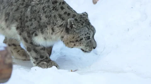 Snow leopard sniffs snow while surveying frosty environment Stock Footage 321773678