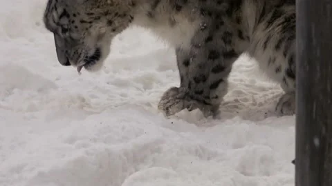 Snow leopard on a snowy background Stock Footage 232081957