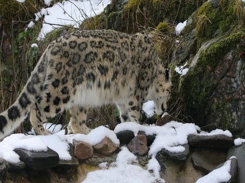 A Snow Leopard on snowy mountain Stock Footage 71941817