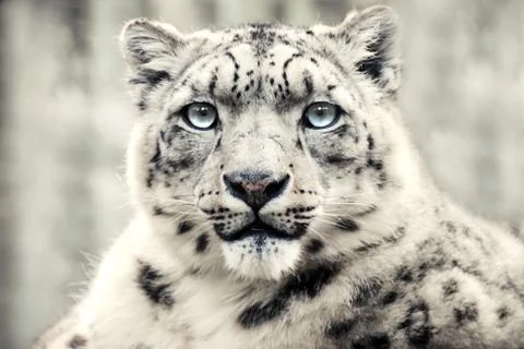 Snow leopard, special mountain predator Stock Photos