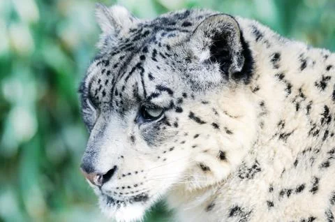 Snow leopard stalking Stock Photos