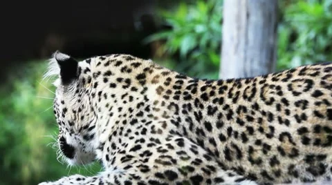 Snow leopard standing Stock Footage 8578927