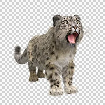 Snow Leopard standing with head up and mouth open. 3D illustration isolated o Stock Illustration