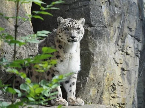 Snow leopard standing outside cave with leaves in the way Stock Photos