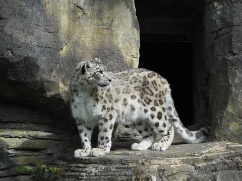 Snow leopard standing on rocks outside his cave Stock Photos