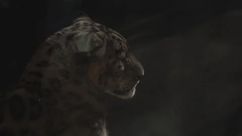 Snow Leopard standing in zoo in Leipzig in germany. Close up from head. Stock-Footage 324556754