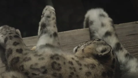 Snow Leopard standing in zoo in Leipzig in germany. Close up from head. Video stock 324556839