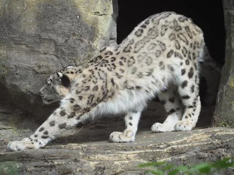 Snow leopard stretching on rocks Stock Photos
