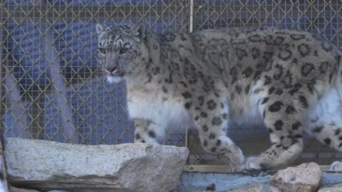 Snow leopard strides carefully across large stone pavement Video stock 321773165