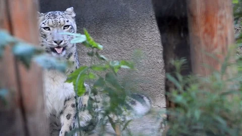 Snow Leopard in summer Stock Footage 93781238