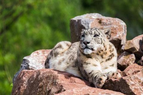 Snow Leopard in the sun Stock Photos