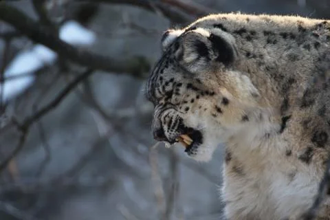 Snow leopard with teeth, Irbis Stock Photos