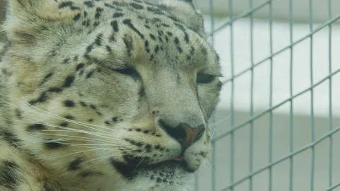 Snow Leopard Turns Head in Captivity Enclosure Close-Up Stock Footage 314929271