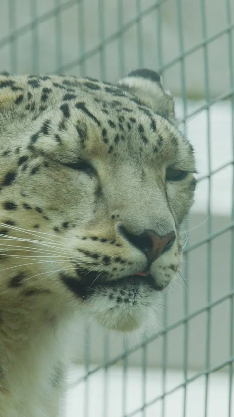 Snow Leopard Turns Head in Captivity Enclosure Close-Up Stock Footage 315087000