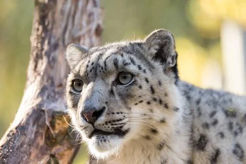  snow leopard, Uncia uncia side portrait of snow leopard, Uncia uncia with... Stockfoto's