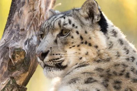  snow leopard, Uncia uncia side portrait of snow leopard, Uncia uncia with... Stockfoto's
