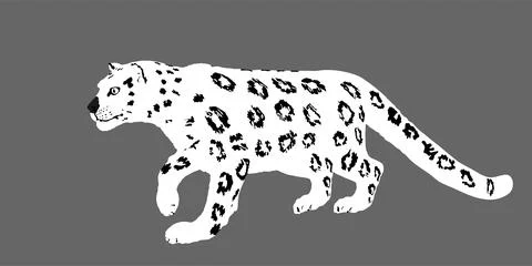 Snow leopard vector illustration isolated on background. Stockillustratie