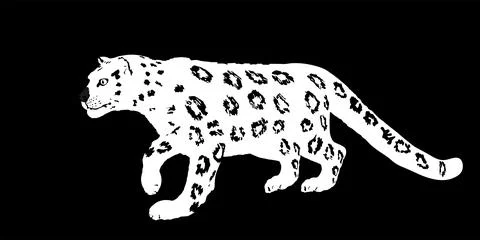 Snow leopard vector illustration isolated on black background イラスト素材