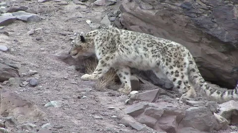 Snow Leopard walk cautiously to Blue Sheep kill looking around and sit down Stock Footage 54747482