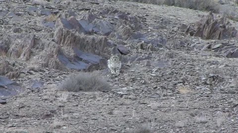 Snow Leopard walk cautiously down the mountain slope and lay down looking Stock Footage 54743777