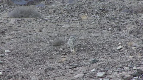 Snow Leopard walk cautiously down the mountain slope and lay down looking Stock-Footage 54744080