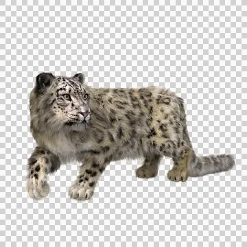 Snow Leopard walking. 3D illustration isolated on transparent background. Stock Illustration