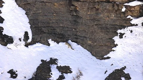 Snow Leopard walking and climbing on cliffs in the Himalaya mountains Video stock 282788627