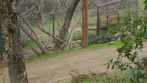 Snow Leopard walking around cage in slow motion 4 Stock Footage 111300217