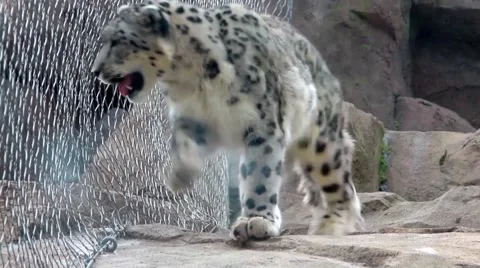 Snow Leopard Walking in the Cage Stock Footage 48632159