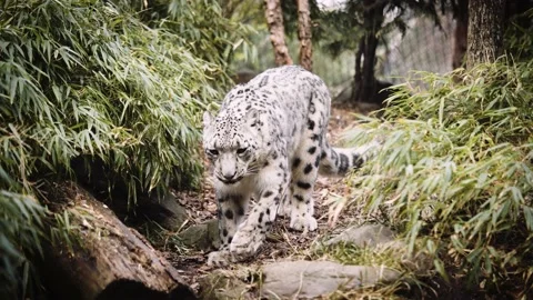Snow leopard walking in the Central Park Zoo, New York City Stock Footage 195362449