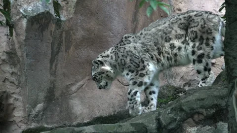 Snow Leopard Walking Stock Footage 276952733