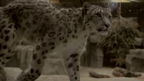 Snow Leopard walking in front of the camera in a zoo enclosure Stock Footage 221689748
