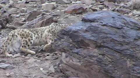Snow Leopard walking high up in the himalaya mountains sit down looking around Stock Footage 54748202