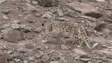 Snow Leopard walking high up in the stony himalaya mountains looking around Video stock 54747988