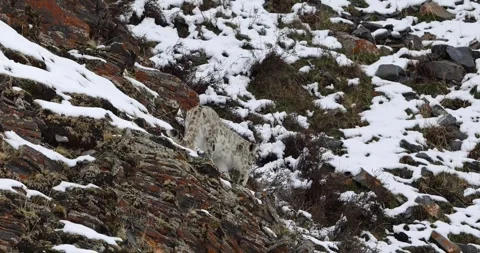 Snow Leopard Walking on Rocky Mountain 4K Stockbeeldmateriaal 335078698