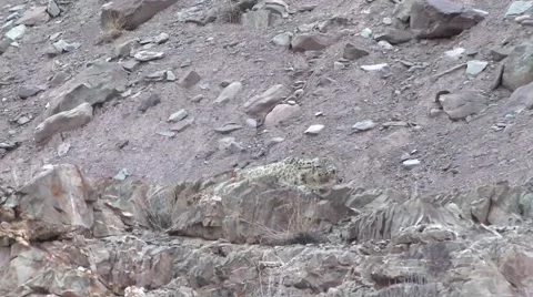 Snow Leopard walking up the rocky slope high up in the himalaya mountains Stock Footage 54748189