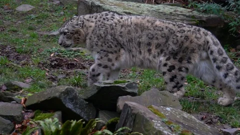 Snow leopard walking slow motion Video stock 122325663