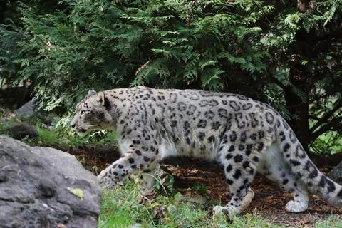 Snow Leopard walking through greenery Stock Photos
