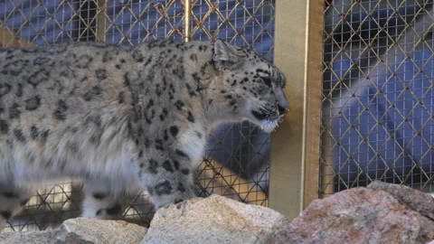 Snow leopard walks across large stone paving near fence Stock Footage 321770909