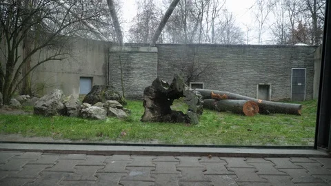 Snow leopard walks in its aviary 動画素材 126826706